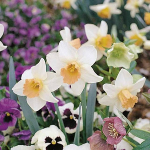 Narcissus Salome, Daffodil Salome, Narcisse Salome, Large-Cupped Daffodil 'Salome', Large-Cupped Daffodils, Spring Bulbs, Spring Flowers, Narcisse grande couronne, early spring daffodil, mid spring daffodil